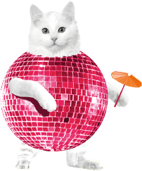 funtola cat
